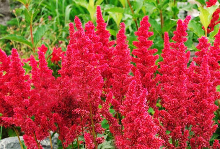 Astilbe: Texture For The Garden – Heirloom Roses