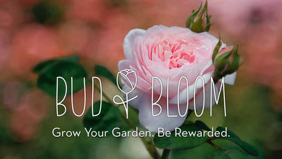 Bud & Bloom Reward Program