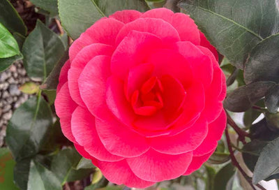 Camellia: A Bright Delight in Early Spring