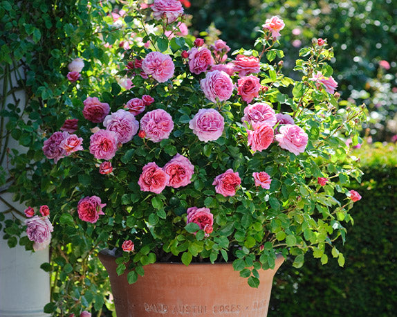 How To Grow Roses in Containers – Heirloom Roses