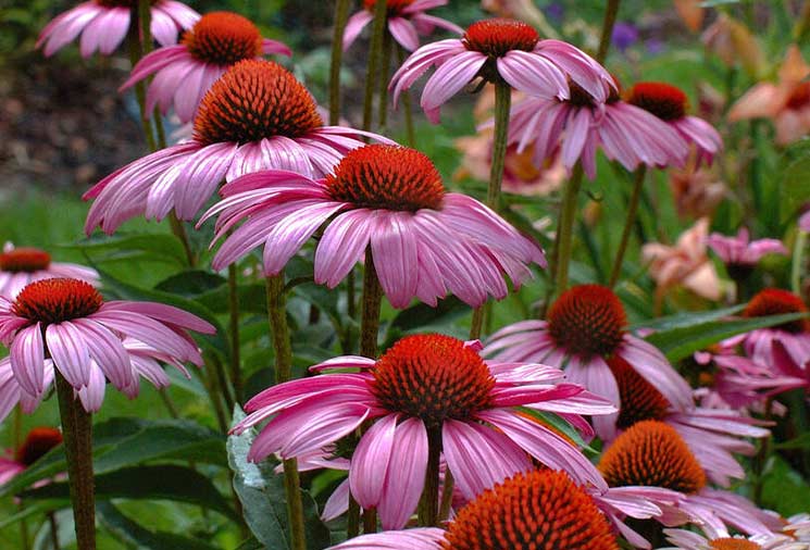 Echinacea: Long-lasting, Vibrant Color