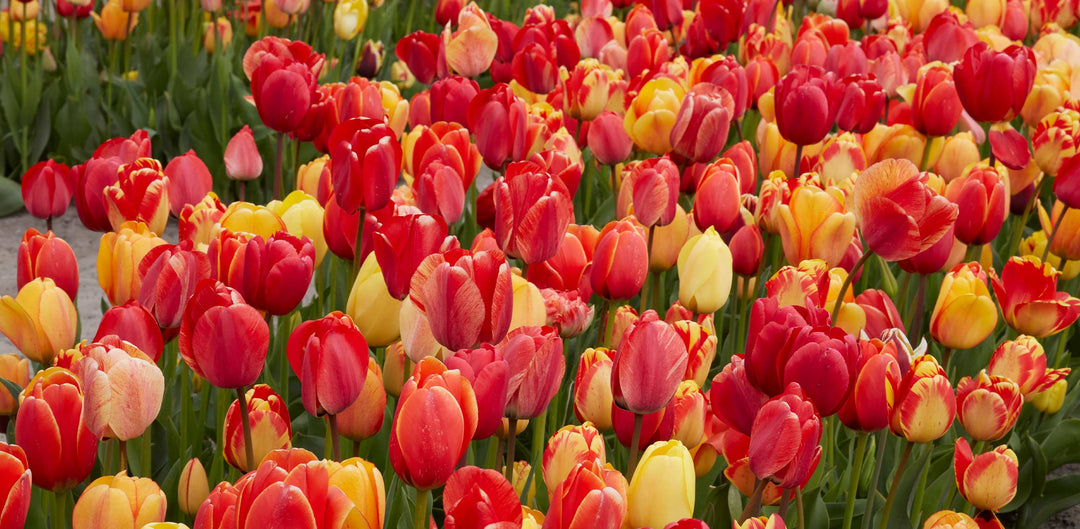 Introduction to Spring Bulbs