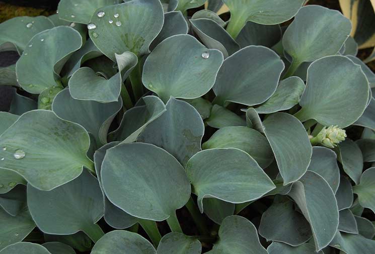 Hosta: Big and Bold Foliage for Shade