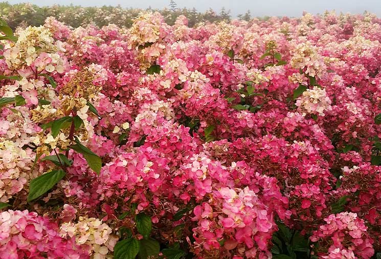 Hydrangea: One Plant in Different Varieties