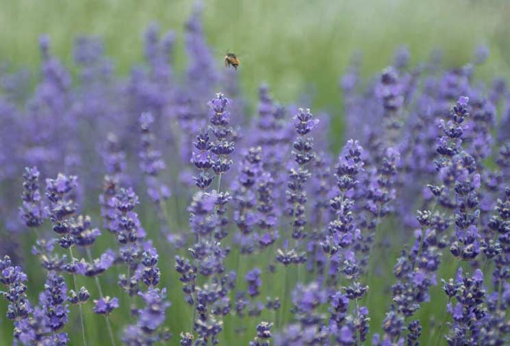Lavender: A Romantic, English Must-Have Perennial