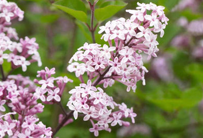 Lilac: Romantic Shrub with Intoxicating Scent