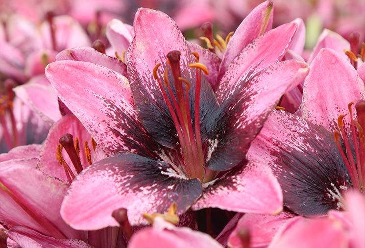 Lily: Sun-Loving Summer Blooms