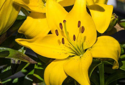 Lily: Sun-Loving Summer Blooms