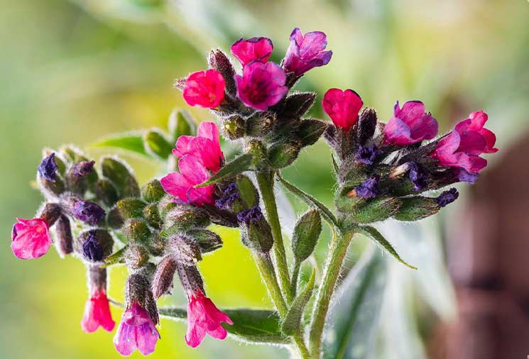 Lungwort: Beautiful Foliage For The Shade Garden – Heirloom Roses