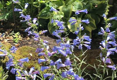 Penstemon: Cottage Style Blooms on a Hardy Perennial