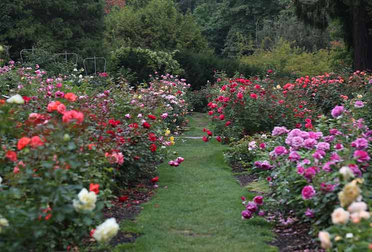 About the Rose Garden, Rose Garden