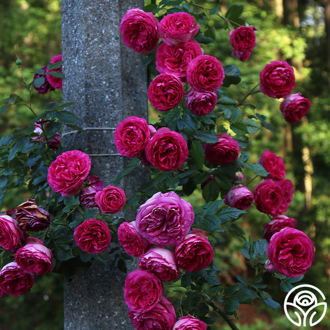 Pick a Proper Trellis  Heirloom