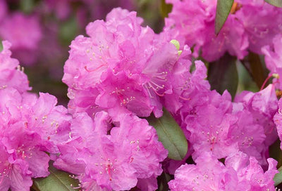 Rhododendron: A Vibrant Shrub for Cooler Climates