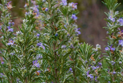 Rosemary: An Evergreen Herb for the Garden and Kitchen