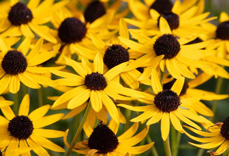 Rudbeckia: Black-Eyed Susans Brighten the Late Summer Days