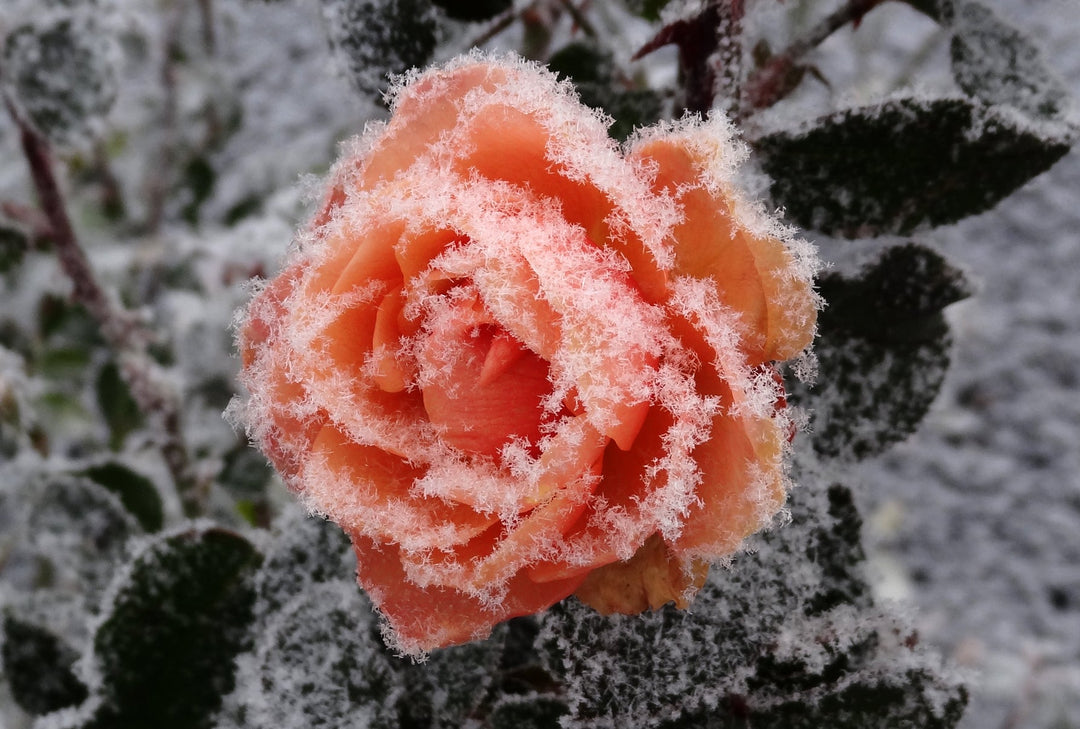 How To Protect Roses for Winter