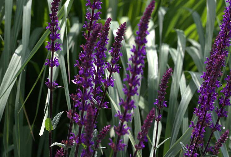 Salvia: Drought-tolerant And Fuss-free Color For The Garden – Heirloom 