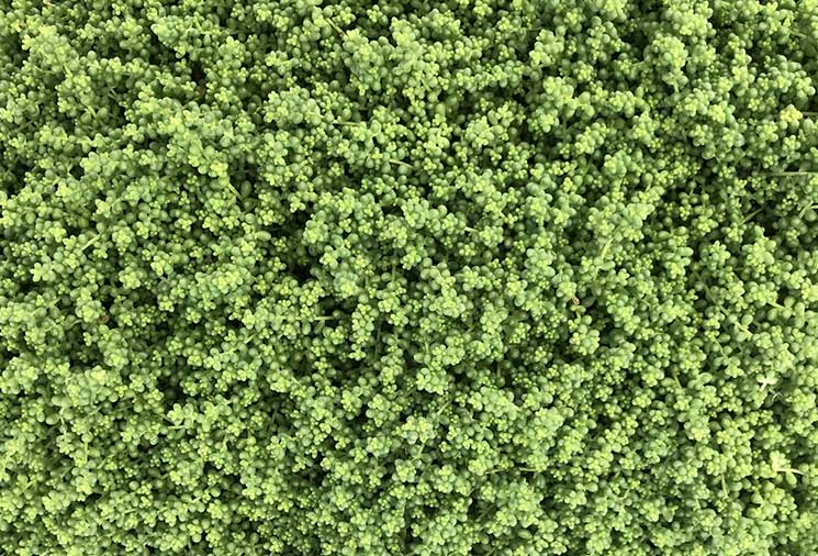 Sedum: A Variety For Every Garden – Heirloom Roses