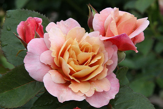 Unusual Roses – Heirloom Roses