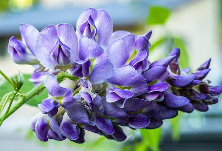 Wisteria Planting & Care Article  Heirloom