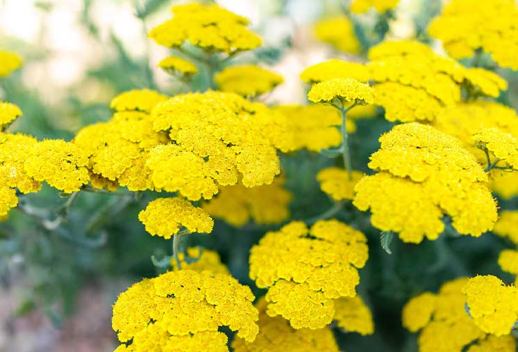 Yarrow: Resilient And Delicate Beauty For Any Space – Heirloom Roses