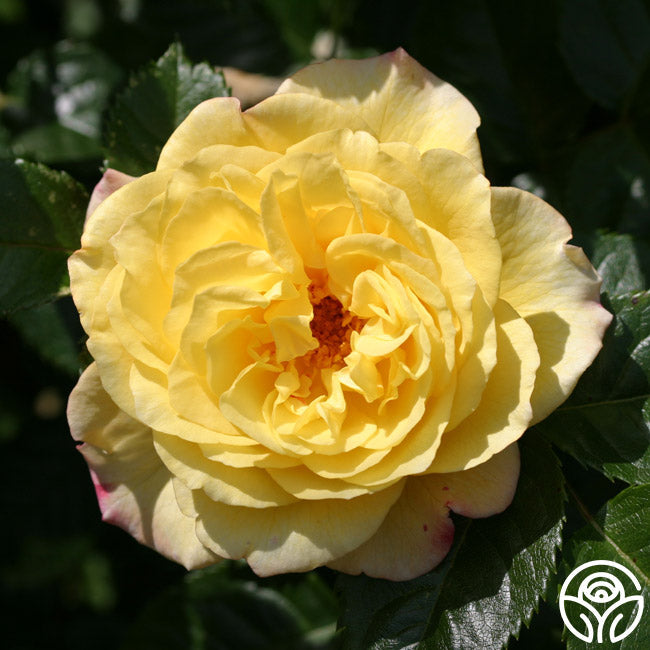What Are Rugosa Roses? – Heirloom
