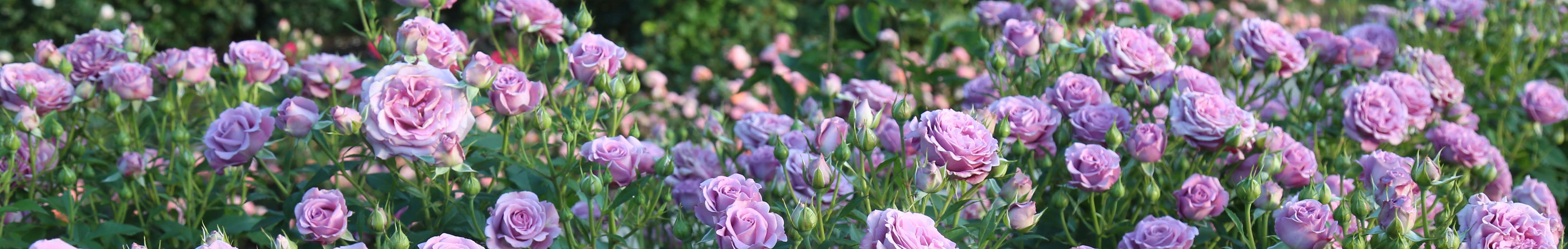 Bliss Rose - Floribunda - Lightly Fragrant – Heirloom Roses