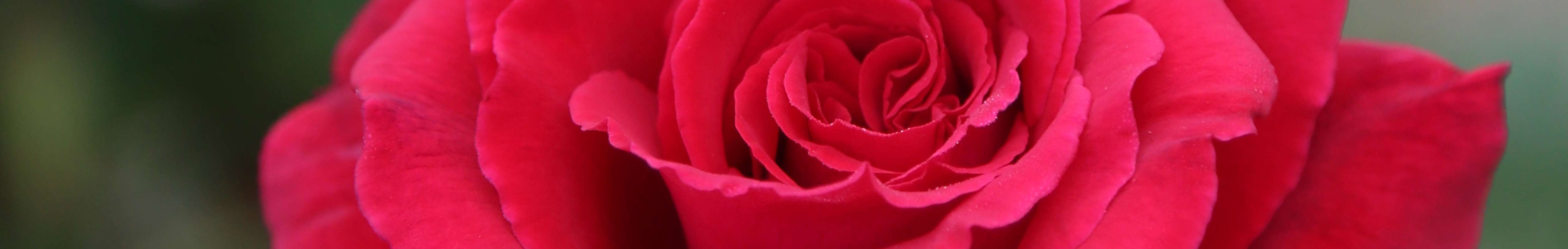 Military Tribute Roses Heirloom Roses