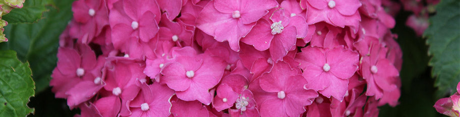 Macrophylla