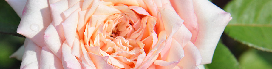 Tea Rose