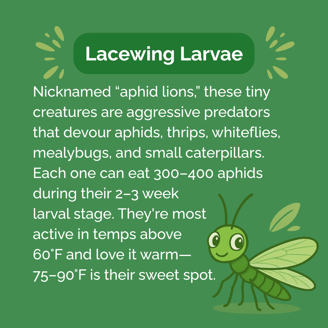 Beneficial Insect Subscription