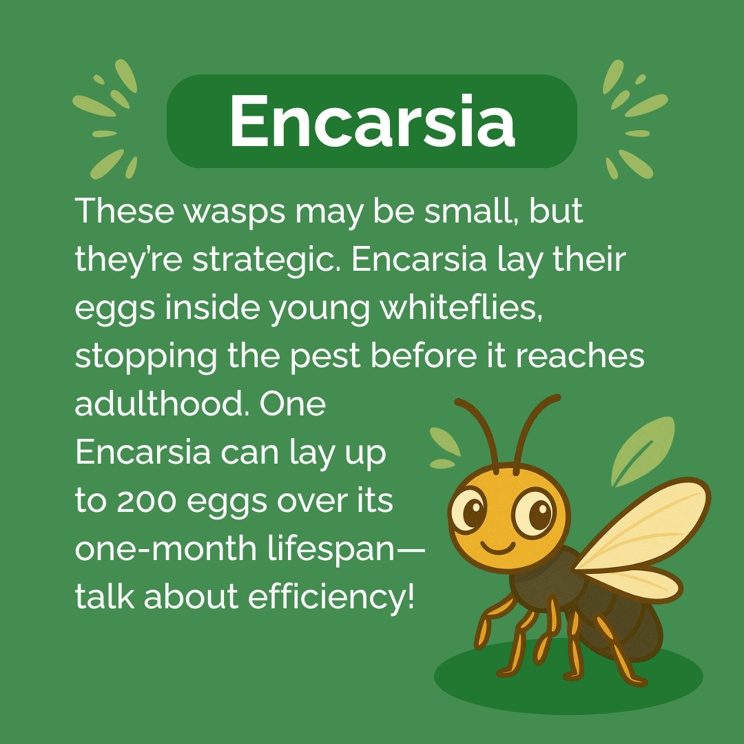 Beneficial Insect Subscription