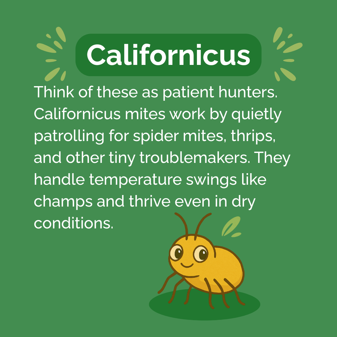 Beneficial Insect Subscription