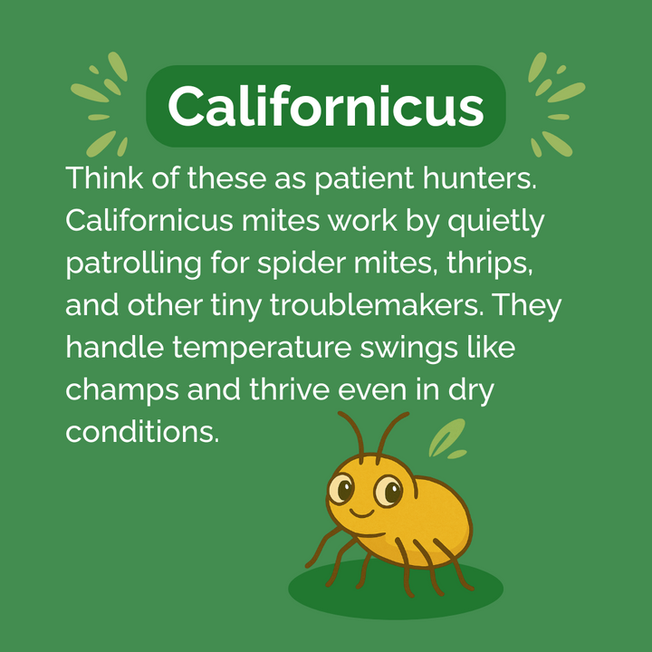 Beneficial Insect Subscription