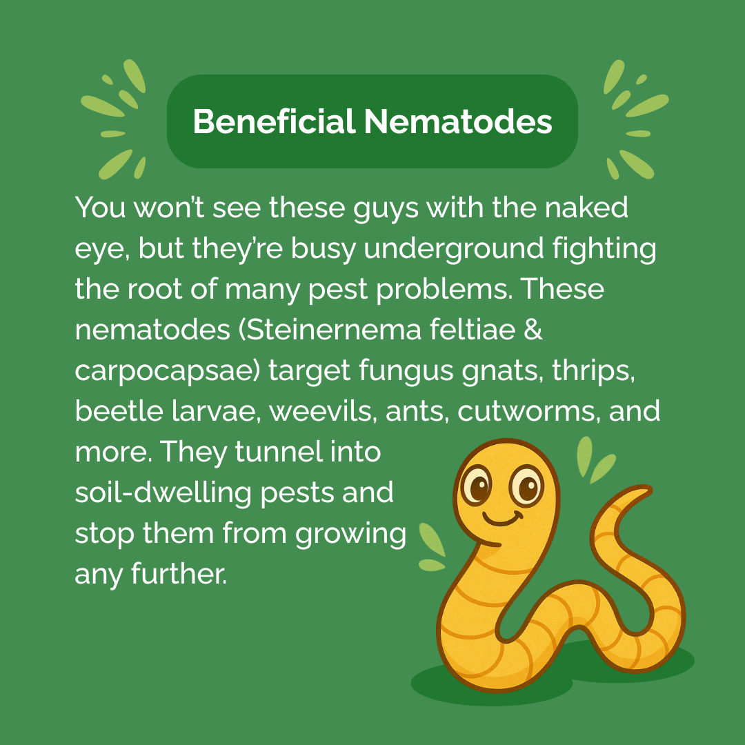 Beneficial Insect Subscription