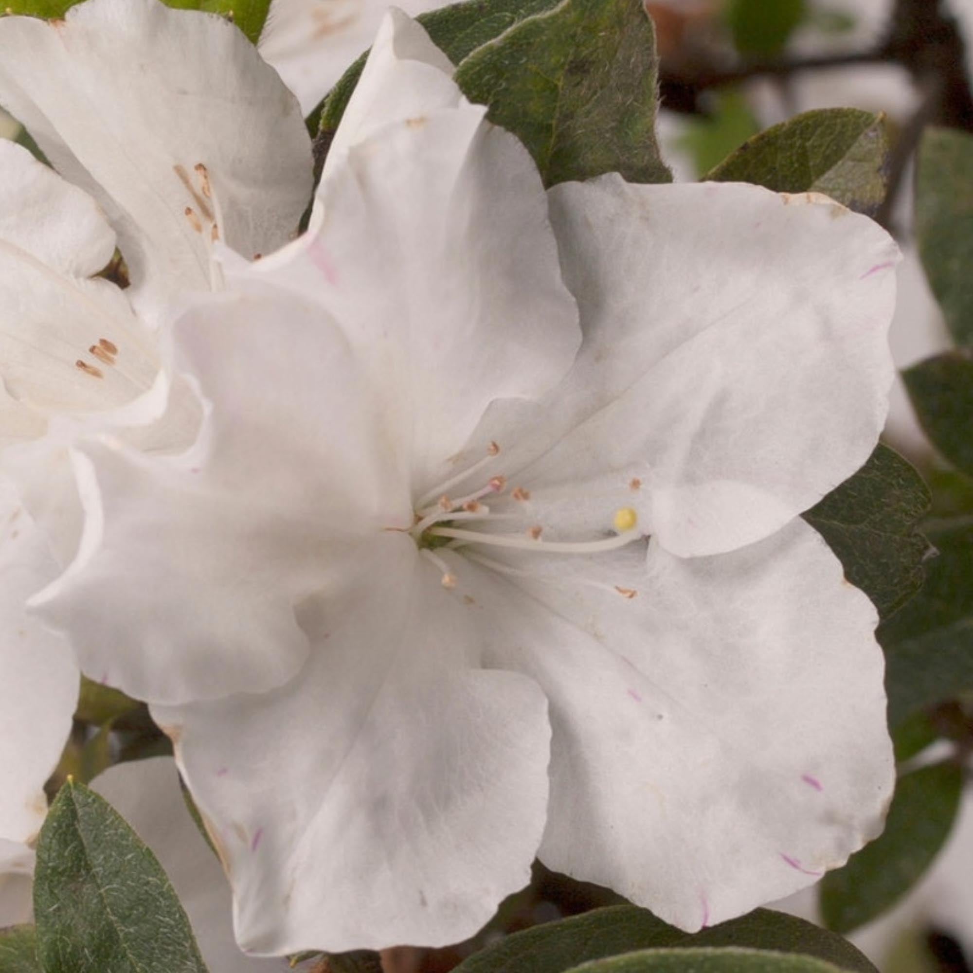 Encore® Autumn Lily® – Heirloom