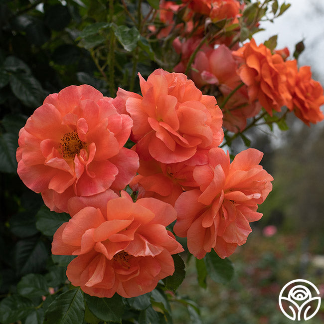 Above All™ | Orange Climbing Roses Rose Bush – Heirloom Roses