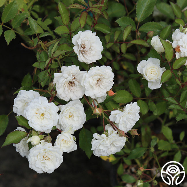 Alba MeidilandLandscape Rose | White Rose Plant – Heirloom Roses