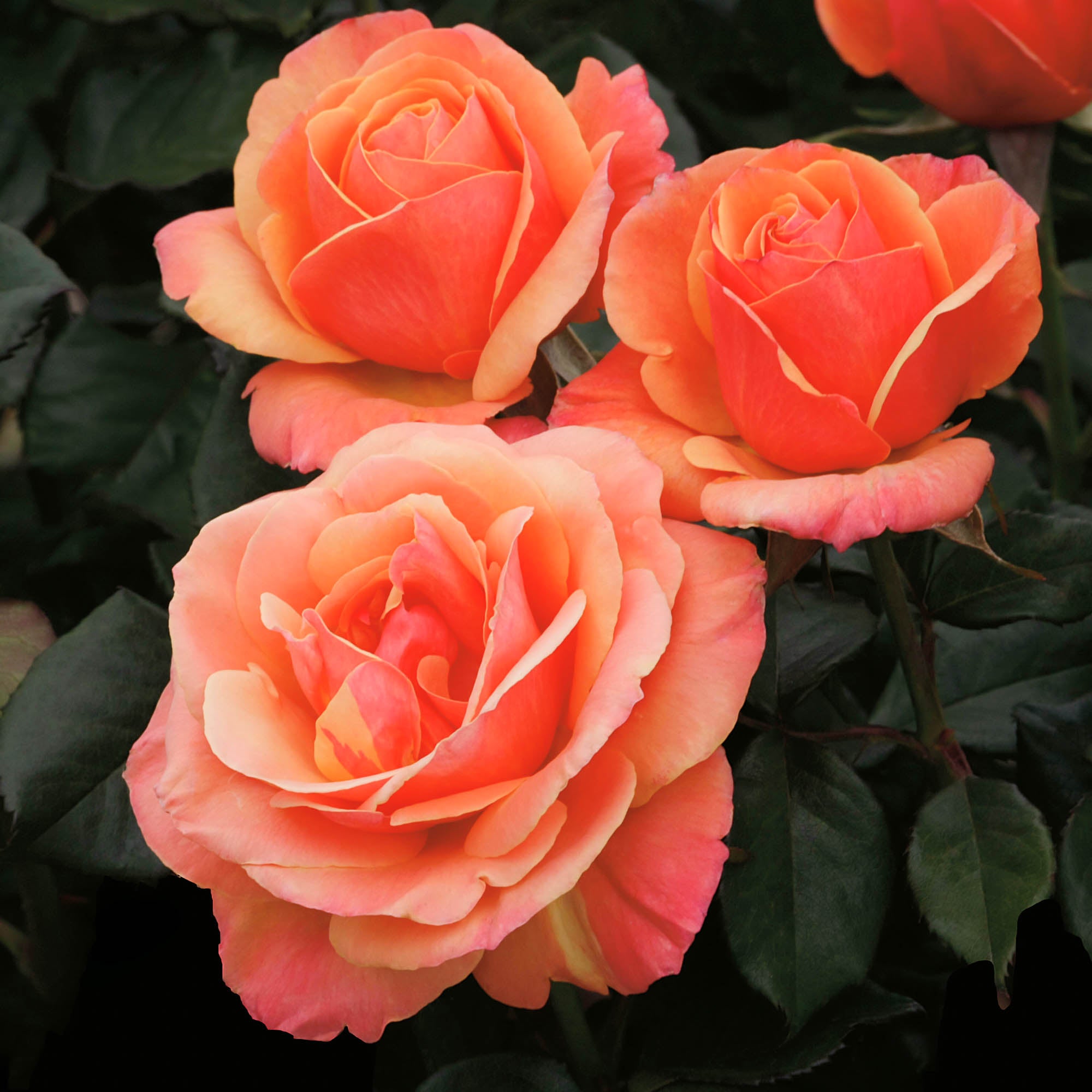 Anna's Promise Grandiflora Rose | Colorful Rose Plant – Heirloom