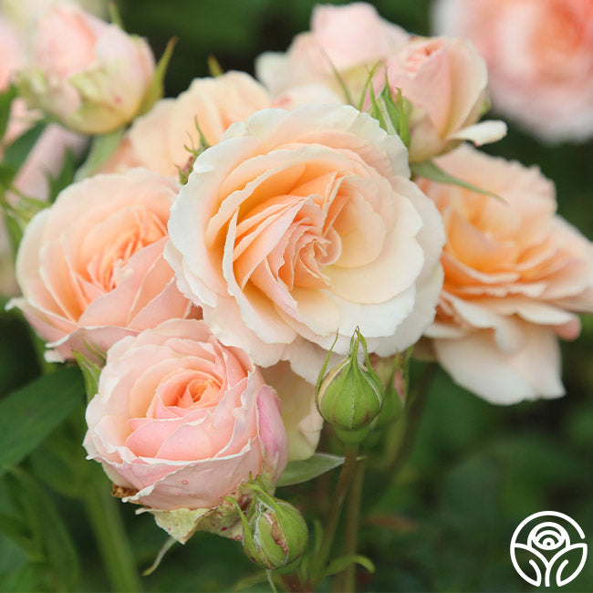 Apricot Abundance Rose - English Legend - Lightly Fragrant – Heirloom Roses