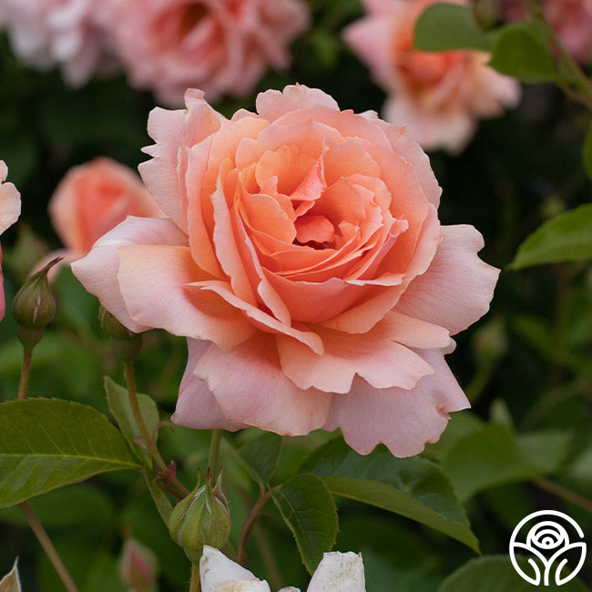 Apricot Candy™ | Apricot Hybrid Tea Rose Bush – Heirloom