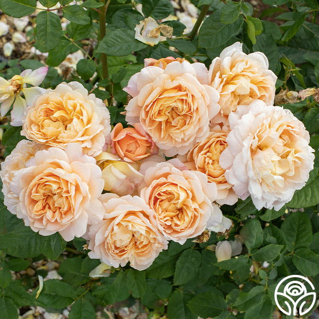 Apricot Impressionistâ„¢