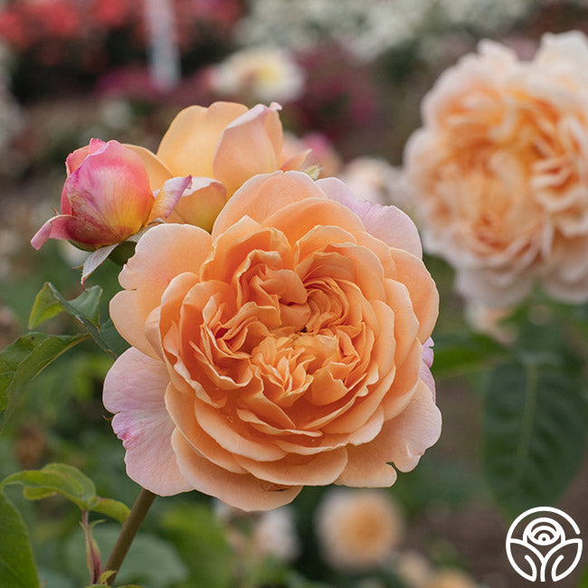 Apricot Impressionistâ„¢