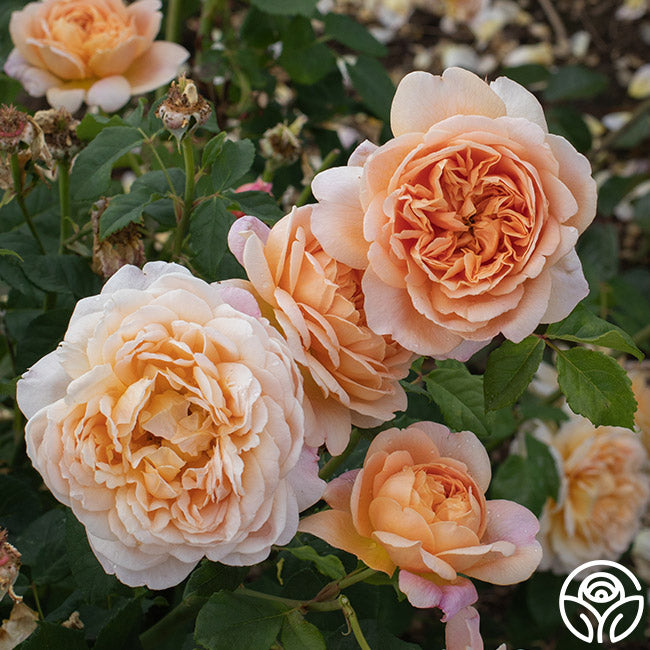 Apricot Impressionistâ„¢