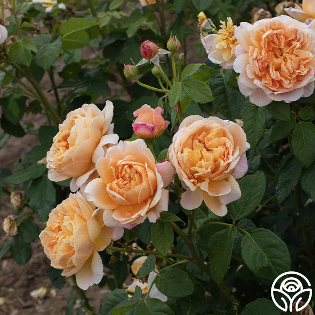 Apricot Impressionistâ„¢