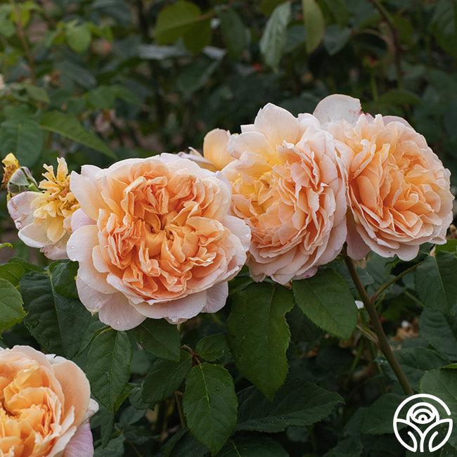 Apricot Impressionistâ„¢