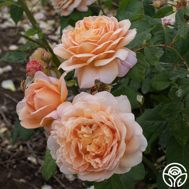 Apricot Impressionistâ„¢