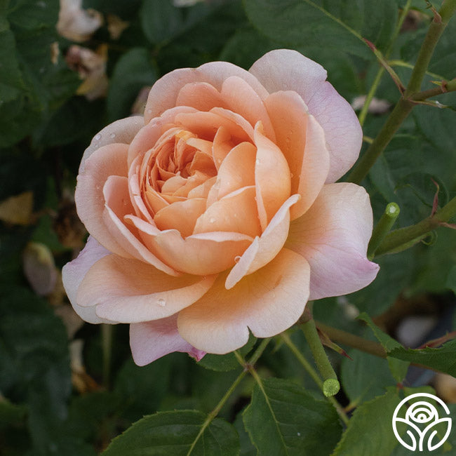 Apricot Impressionistâ„¢