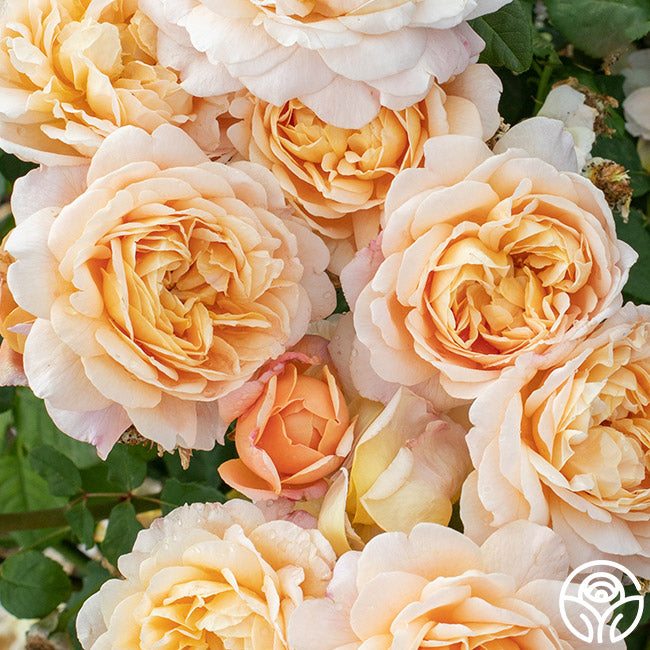 Apricot Impressionistâ„¢