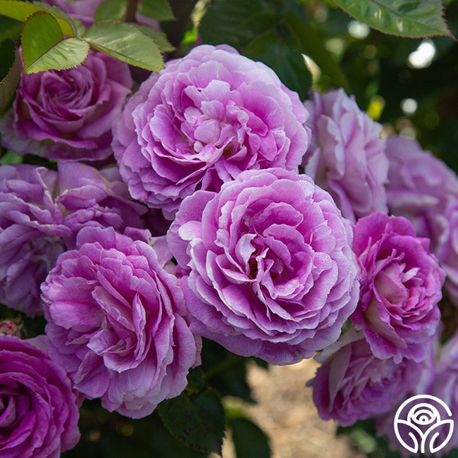 Arctic Blue™ | Purple Floribunda Rose Bush – Heirloom Roses